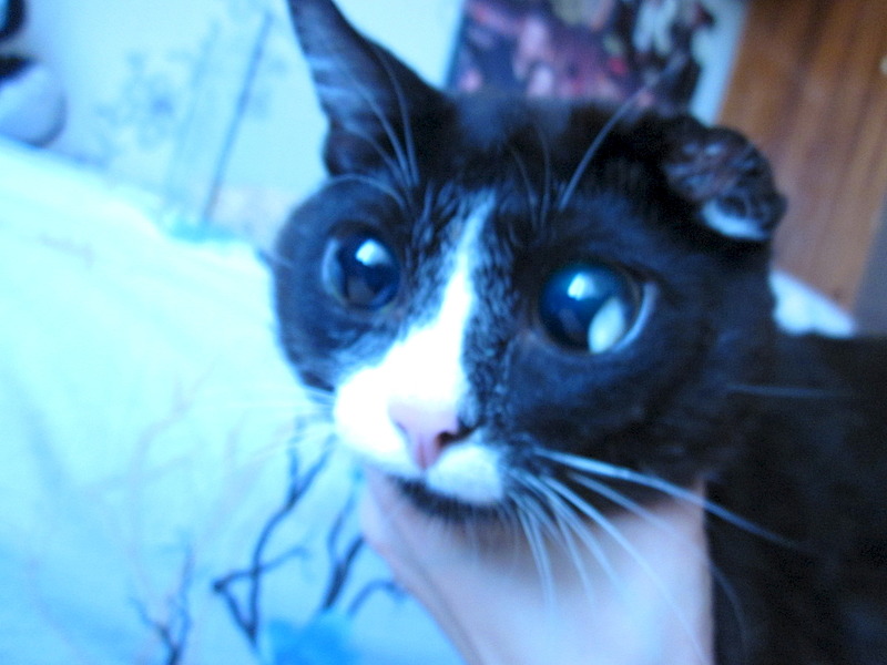 click for enlarge 1920 X 1440 449.6 Kb picture