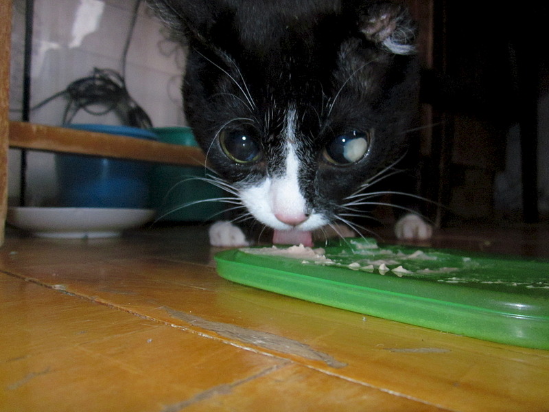 click for enlarge 1920 X 1440 554.1 Kb picture