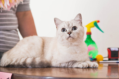 click for enlarge 1920 X 1280 424.8 Kb picture