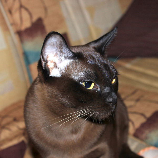 click for enlarge 1920 X 1920 803.2 Kb picture