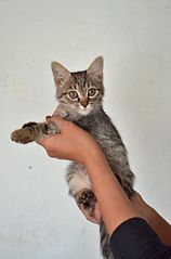 click for enlarge 1919 X 2898 394.2 Kb picture