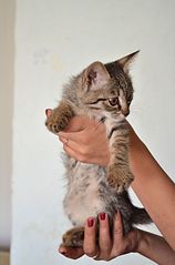 click for enlarge 1919 X 2898 433.5 Kb picture