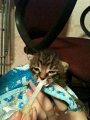 click for enlarge 453 X 604  58.0 Kb picture