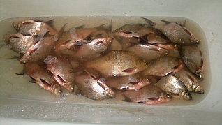 click for enlarge 1920 X 1079 334.2 Kb picture