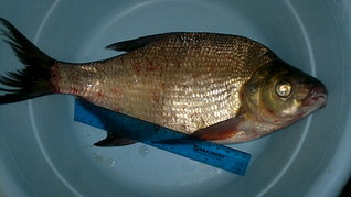 click for enlarge 1920 X 1079 302.5 Kb picture