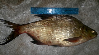 click for enlarge 1920 X 1079 434.3 Kb picture