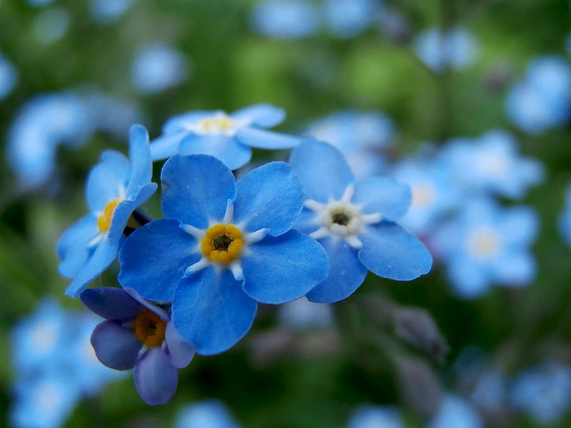 click for enlarge 1920 X 1440 221.0 Kb picture