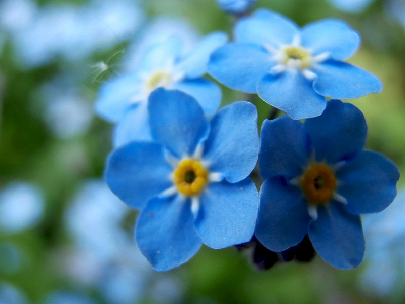 click for enlarge 1920 X 1440 217.5 Kb picture