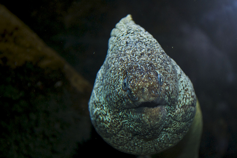 click for enlarge 1920 X 1280 583.6 Kb picture