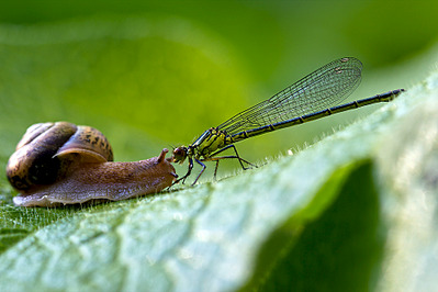 click for enlarge 962 X 641 408.2 Kb picture