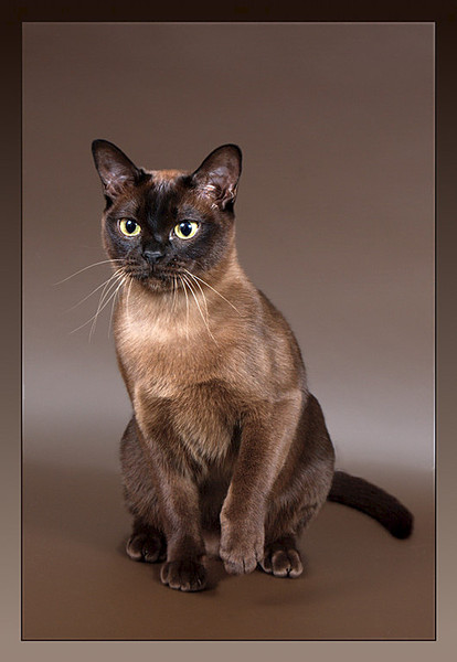 click for enlarge 530 X 768 67.5 Kb picture