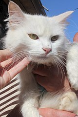 click for enlarge 683 X 1024 112.0 Kb picture