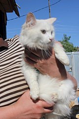 click for enlarge 683 X 1024 95.6 Kb picture