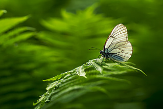 click for enlarge 800 X 534 155.1 Kb picture