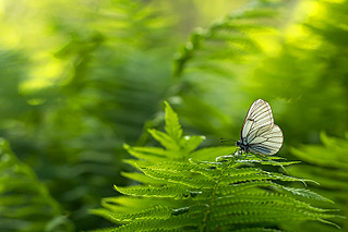 click for enlarge 800 X 534 189.5 Kb picture