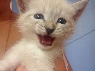 click for enlarge 1024 X 768 80.9 Kb picture