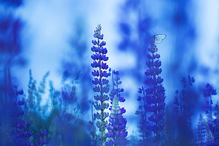 click for enlarge 800 X 534 212.5 Kb picture