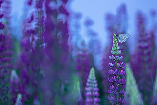 click for enlarge 800 X 534 179.8 Kb picture
