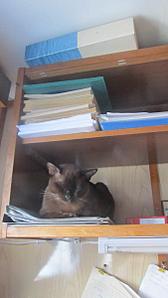 click for enlarge 675 X 1200 74.4 Kb picture