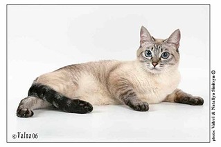 click for enlarge 500 X 334  15.4 Kb picture