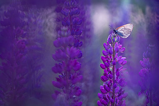 click for enlarge 800 X 534 183.7 Kb picture