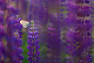 click for enlarge 800 X 534 188.8 Kb picture