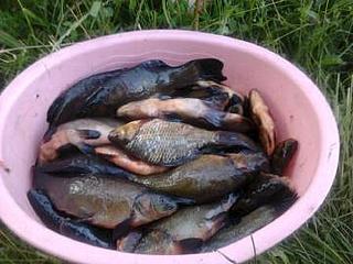 click for enlarge 360 X 270 19.5 Kb picture