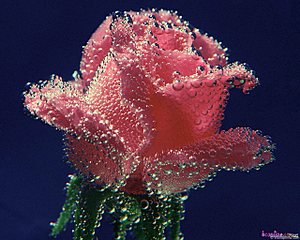 click for enlarge 1280 X 1024 283.3 Kb picture