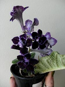 click for enlarge 706 X 941 80.4 Kb picture