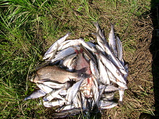 click for enlarge 1920 X 1440 606.7 Kb picture