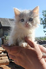 click for enlarge 682 X 1024  94.5 Kb picture