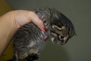 click for enlarge 1920 X 1285 339.0 Kb picture