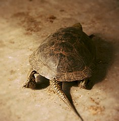 click for enlarge 1920 X 1957 376.1 Kb picture