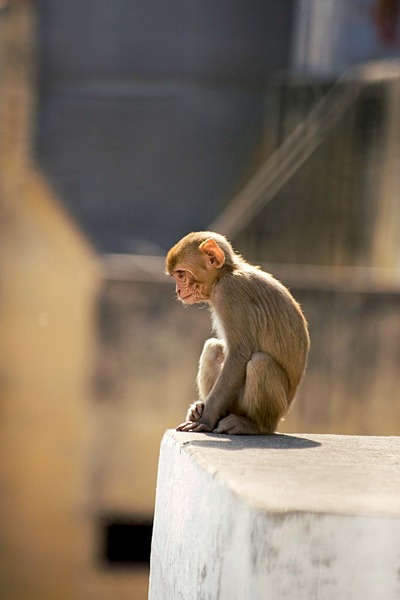 click for enlarge 1920 X 2880 580.0 Kb picture