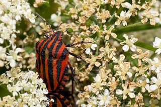 click for enlarge 1800 X 1200 342.3 Kb picture