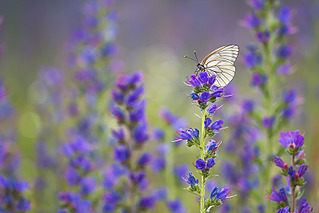 click for enlarge 800 X 534 186.2 Kb picture