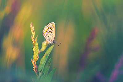 click for enlarge 900 X 600 394.8 Kb picture