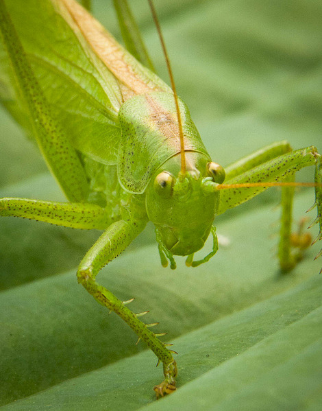 click for enlarge 900 X 1147 147.3 Kb picture