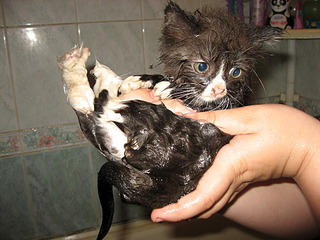 click for enlarge 1920 X 1440 679.2 Kb picture