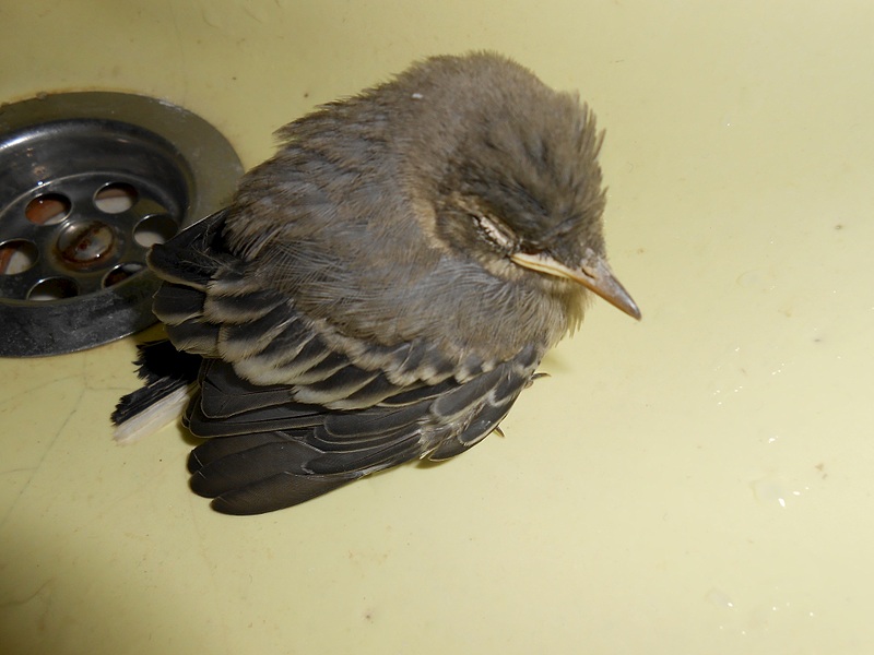 click for enlarge 1920 X 1440 403.8 Kb picture