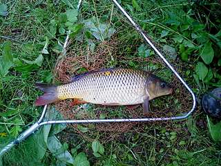 click for enlarge 1600 X 1200 542.4 Kb picture