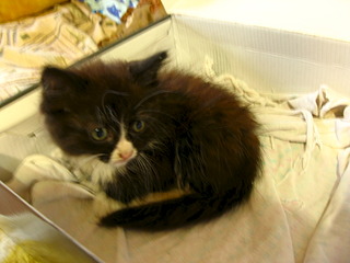 click for enlarge 1920 X 1440 425.8 Kb picture