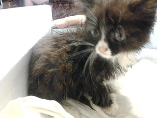 click for enlarge 1920 X 1440 275.4 Kb picture