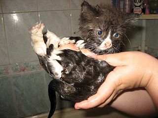 click for enlarge 1920 X 1440 461.1 Kb picture