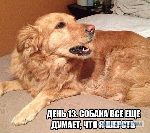 499 x 442