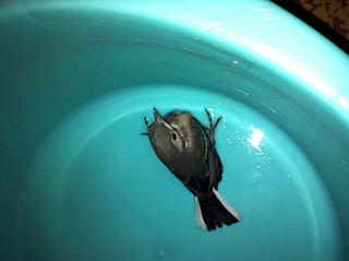 click for enlarge 800 X 598 116.5 Kb picture