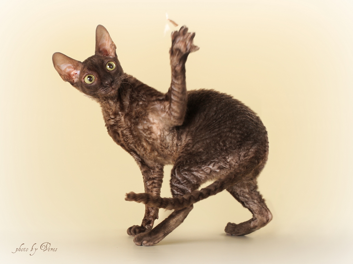 Корниш