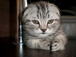 click for enlarge 1920 X 1440 607.9 Kb picture