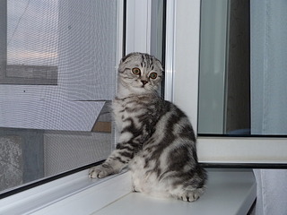 click for enlarge 1920 X 1440 806.9 Kb picture