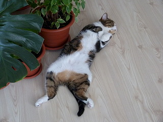 click for enlarge 1920 X 1440 666.4 Kb picture